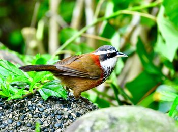 Close-up of bird perching on plant