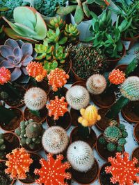 Full frame shot of potted plants