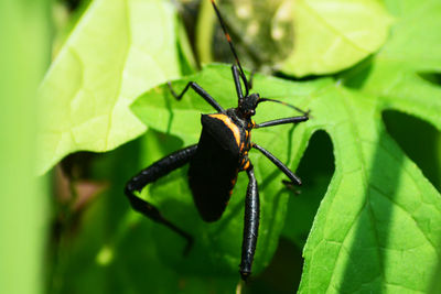 Close-up of insect on leaf