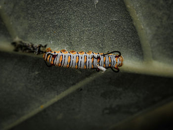 High angle view of insect on wall