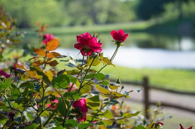 Close-up of flowers against blurred background