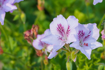 Close-up of purple flowering plant