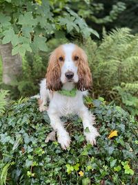 Portrait of dog standing against plants