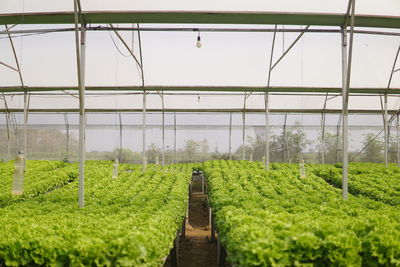 Scenic view of field seen through greenhouse