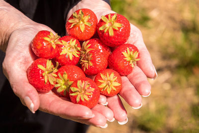 High angle view of hand holding strawberries