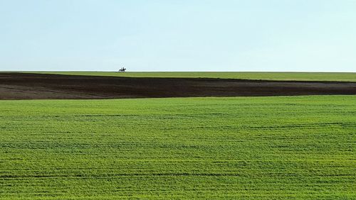 Scenic view of field against clear sky