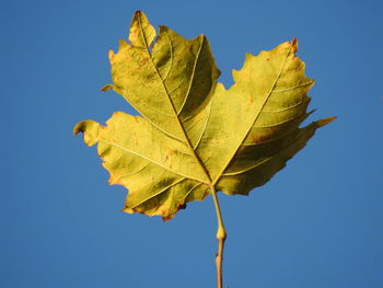 Close-up of leaves