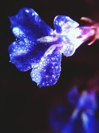 Close-up of flower against water