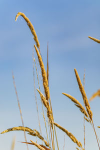 Close-up of stalks against sky