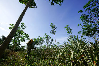 Low angle view of trees against sky