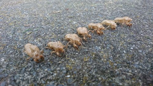 High angle view of birds on shore