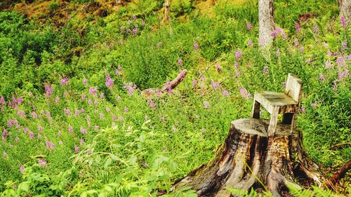 Wooden logs on field in forest