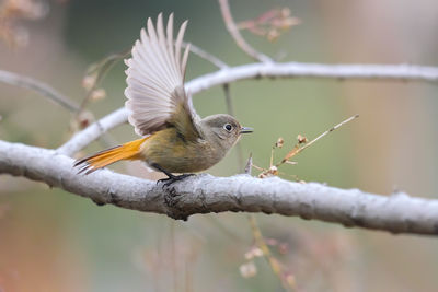 Low angle view of bird perching on branch