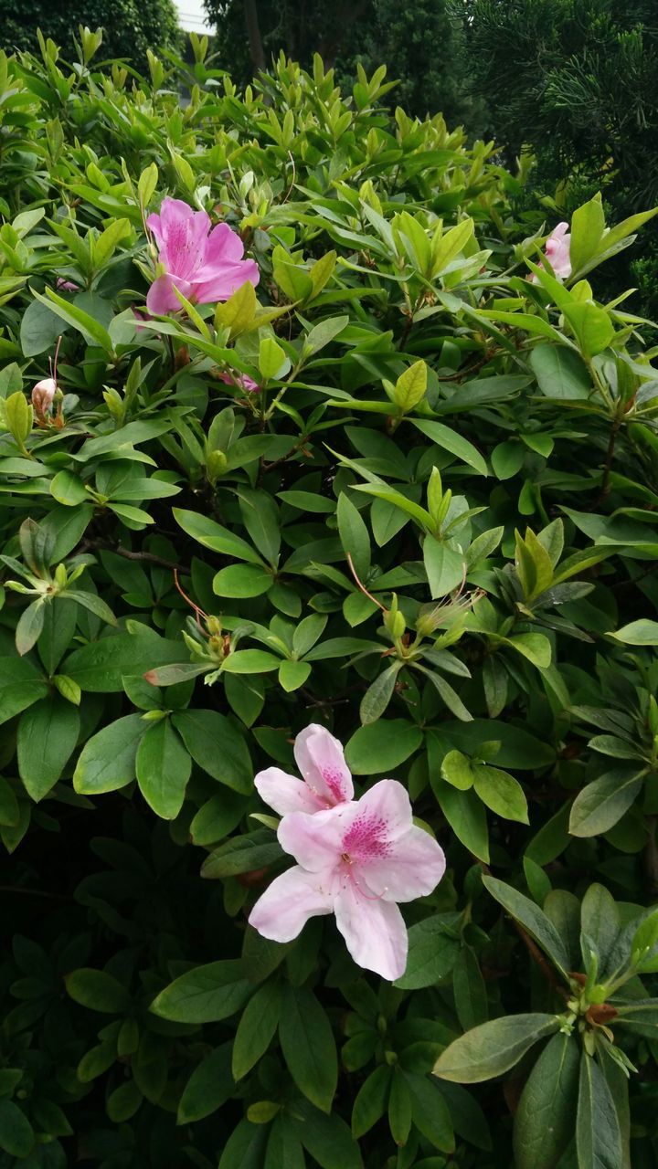 flower, freshness, petal, growth, leaf, fragility, beauty in nature, pink color, plant, flower head, blooming, nature, green color, in bloom, park - man made space, close-up, high angle view, purple, outdoors, day