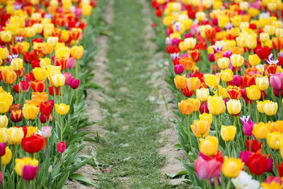 Multi colored tulips in bloom