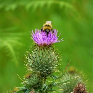 Close-up of honey bee on thistle flower