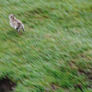 Low angle view of eagle on grass