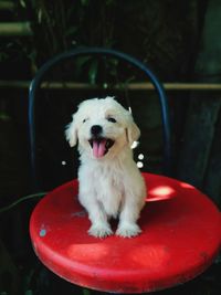 Close-up of a dog