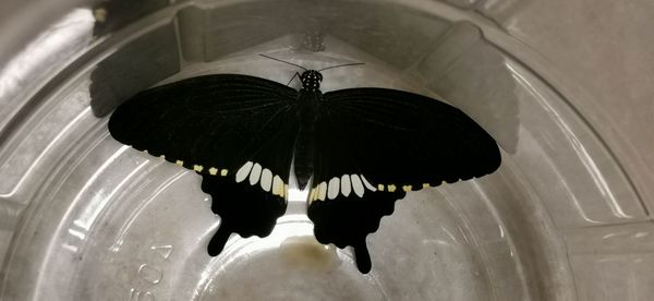 High angle view of butterfly in water