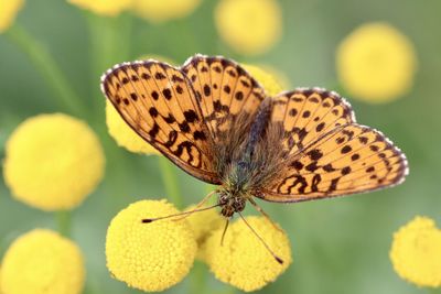 Close-up of butterfly pollinating on yellow flower