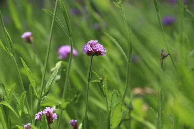 Close-up of purple flowering plant on field