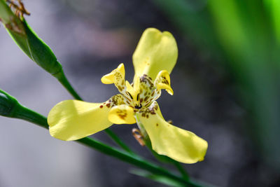 Close-up of yellow flower