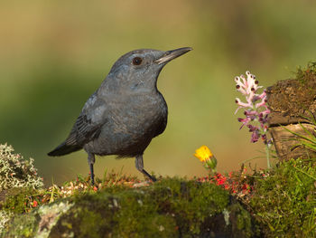 Close-up of bird perching on plant