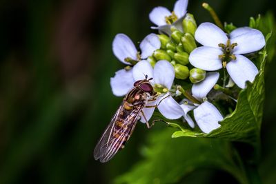 Close-up of insect on purple flowering plant