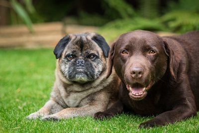 Portrait of dogs lying on grass