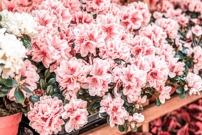 High angle view of pink flowering plants