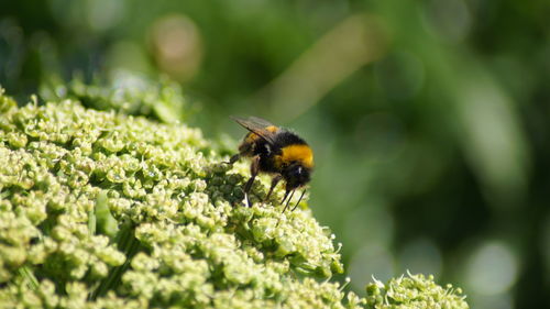 Close-up of bee pollinating on flower