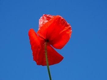 Close-up of red poppy flower