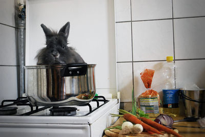 Rabbit in utensil on stovetop