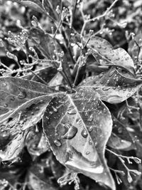 Close-up of water drops on leaf