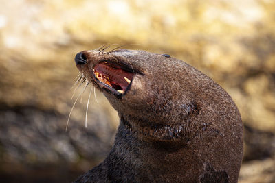 Close-up of an animal head