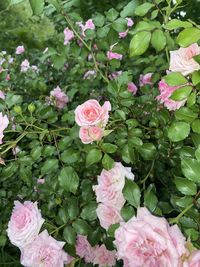 Close-up of pink roses