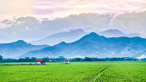 Scenic view of agricultural field against sky