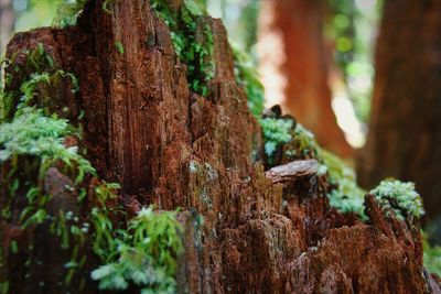 Close-up of tree stump in forest