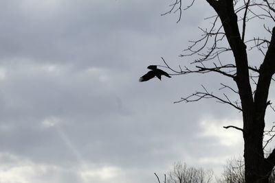 Low angle view of silhouette birds flying against sky