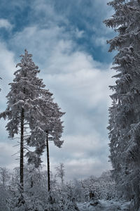 Pine trees on snow covered land against sky