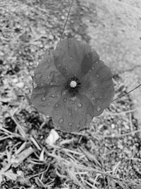 High angle view of raindrops on leaf at field