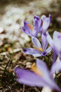 Close-up of purple crocus flowers on field