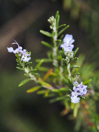 Close-up of white flowers