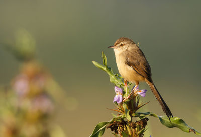 Close-up of bird perching on tree