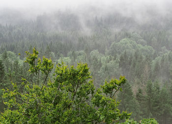 Plants and trees in foggy weather