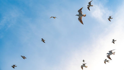 Low angle view of birds flying against sky