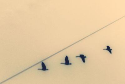 Close-up of shadow on wall