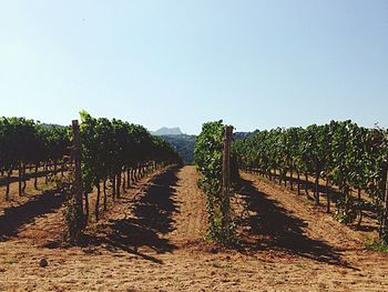 Scenic view of field against clear sky