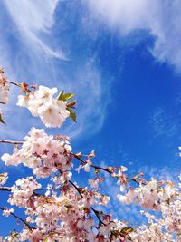 Low angle view of apple blossoms in spring