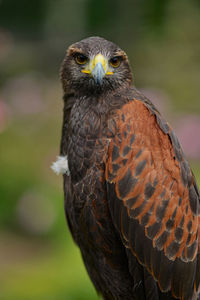 Harris hawk portrait